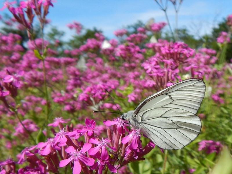 Apoteosi di Aporia crataegi